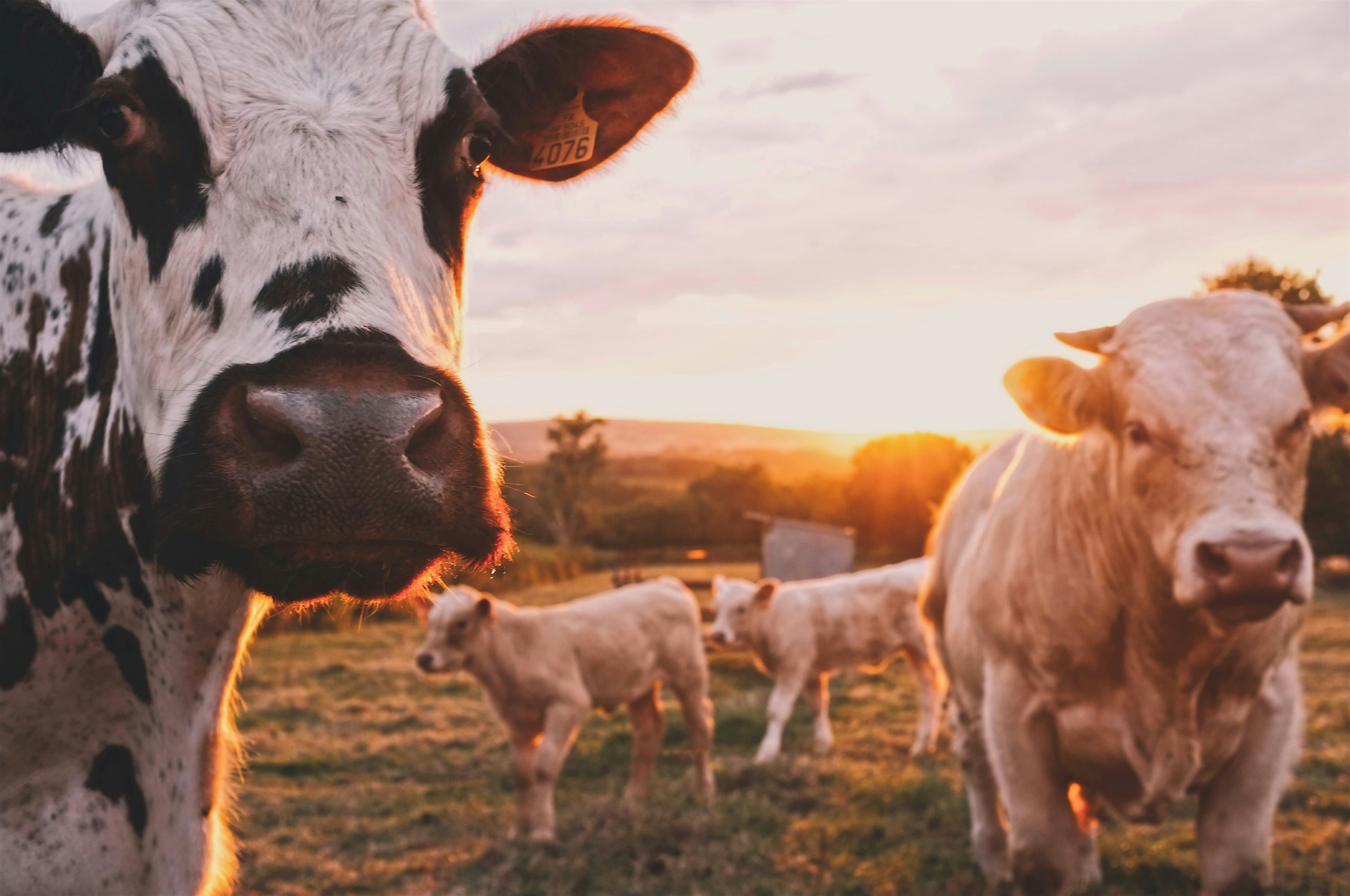 Healthy livestock field